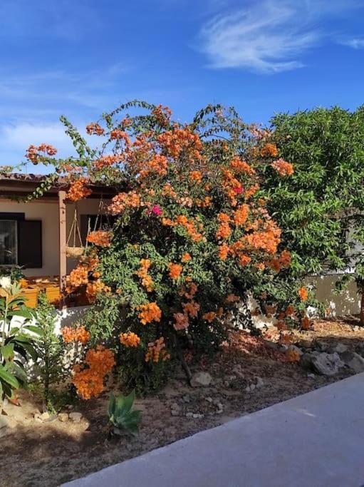 Au Coeur D'Olhao Apartment Ngoại thất bức ảnh